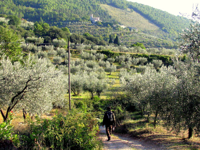 Olive grove path